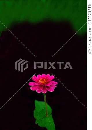 Flower of red hawknich Flower of red hawknich 133123716