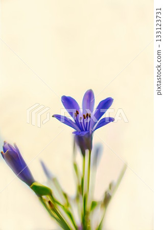 藍色的愛情花花 藍色的愛情花花 133123731