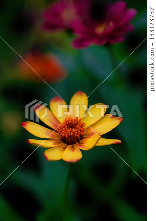 黃色花錦花 133123737