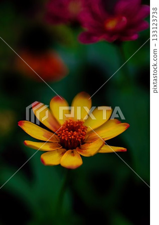 黃色花錦花 133123738