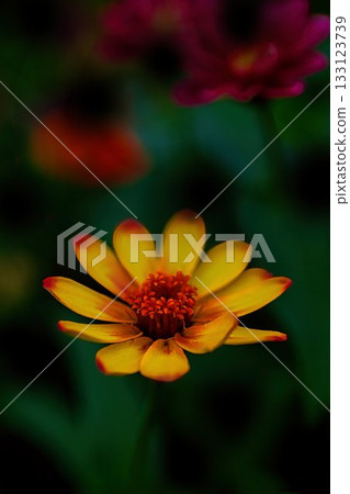 黃色花錦花 133123739