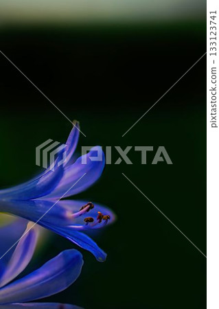 美麗的紫色君子蘭花 美麗的紫色君子蘭花 133123741