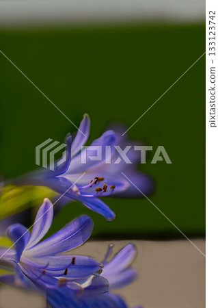 藍色的愛情花花 藍色的愛情花花 133123742