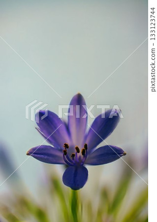 紫色君子蘭花朵向天空綻放 紫色君子蘭花朵向天空綻放 133123744