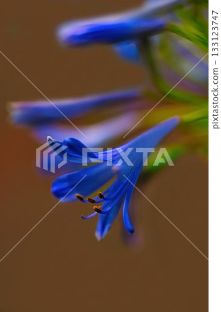 藍色的愛情花花 藍色的愛情花花 133123747