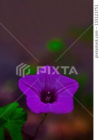 紅色星光榮耀 133123751