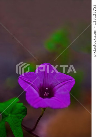 紅色星空花 紅色星空花 133123752