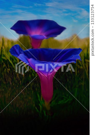 藍色的牽牛花在藍天下盛開 藍色的牽牛花在藍天下盛開 133123754