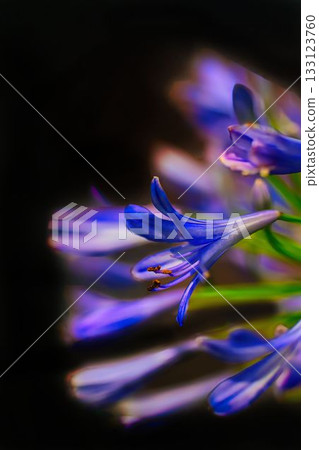 藍色的愛情花花 藍色的愛情花花 133123760