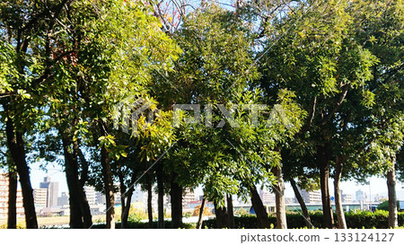 Young zelkova leaves that shine in the blue sky Young zelkova leaves that shine in the blue sky 133124127