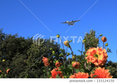 Flower field and airplane 133124150