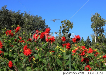 花田和飛機 133124151
