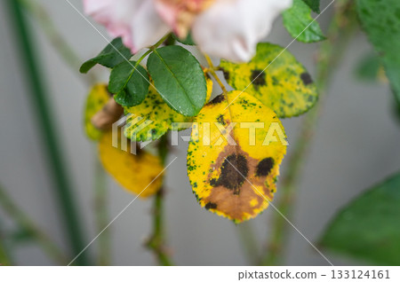 Black spot occurs on yellow rose leaves. Black spot is a fungal disease (Diplocarpon rosae) that affects roses. Black spot occurs on yellow rose leaves. Black spot is a fungal disease (Diplocarpon rosae) that affects roses. 133124161