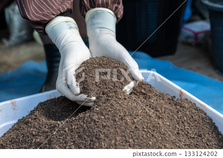 Gardener holding an organic cow dung in hands. Cow dung is an excellent organic fertilizer that provides essential nutrients, improves soil structure, and increases water retention. 133124202