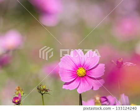 美麗的粉紅色波斯菊 133124240