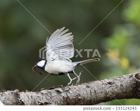 大山雀從樹枝起飛 大山雀從樹枝起飛 133124243