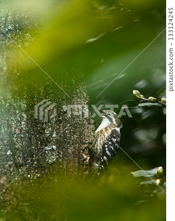 一隻日本侏啄木鳥在樹上徘徊 一隻日本侏啄木鳥在樹上徘徊 133124245