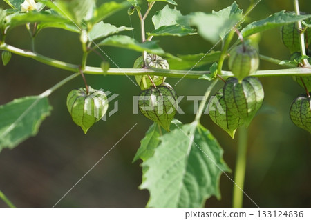 綠葉茄（闊葉茄） 133124836