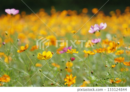 Kibana cosmos flower field 133124844