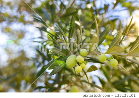Green olives growing on olive tree branch 133125101