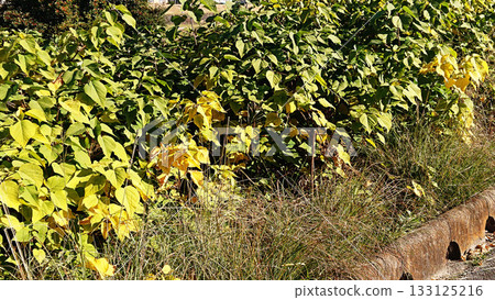 Riverbed grass Riverbed grass 133125216