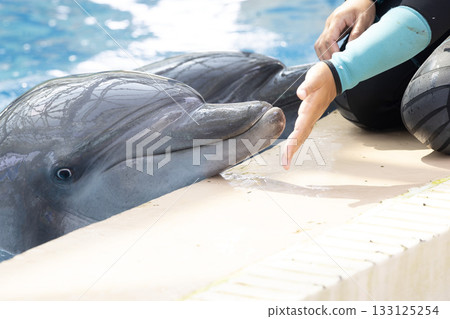 the domestics dolphins are trained by trainer in hong kong the domestics dolphins are trained by trainer in hong kong 133125254