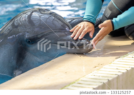 the domestics dolphins are trained by trainer in hong kong 133125257