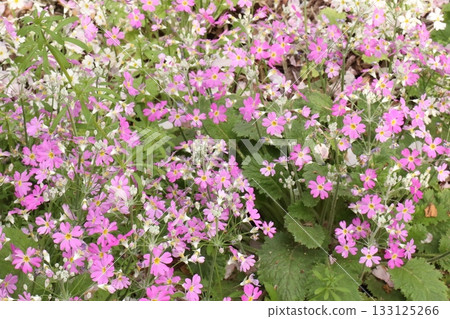 A carpet of fragrant petals in spring — a vibrant garden scene in pink and white A carpet of fragrant petals in spring — a vibrant garden scene in pink and white 133125266