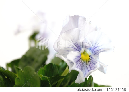Picturesque violet pansy (palm) Picturesque violet pansy (palm) 133125438