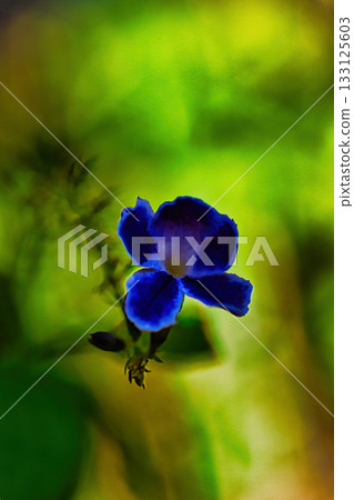 Purple duranta bathed in sunlight filtering through the leaves 133125603