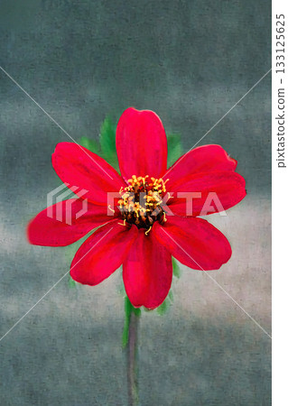 Red narrow-leaved zinnia 133125625