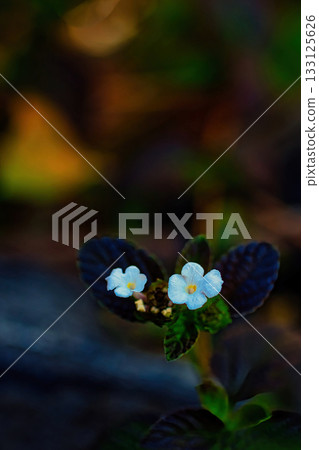 漂亮的白色馬纓丹 kobanorana 花 133125626