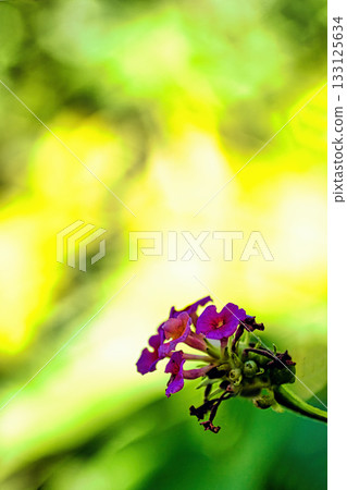 Purple lantana in full bloom, shining in the light 133125634