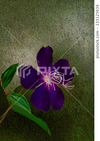 美麗的紫色紫草 133125638