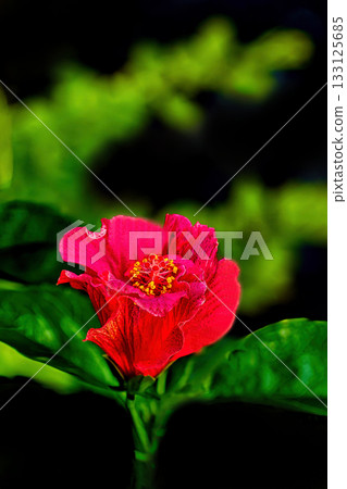 Red hibiscus Red hibiscus 133125685
