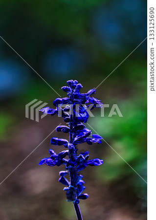 冬日陽光下閃耀的粉葉鼠尾草 冬日陽光下閃耀的粉葉鼠尾草 133125690