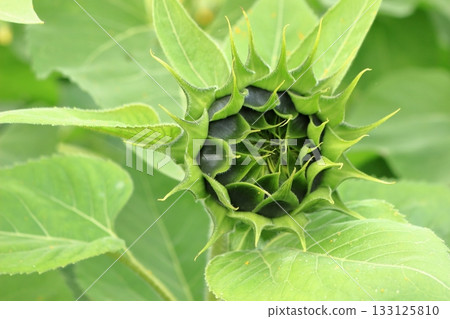 Green sunflowers about to bloom 133125810