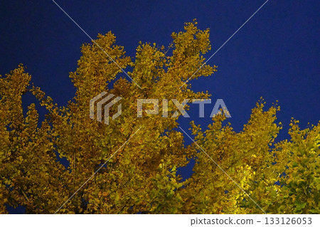 Ginkgo trees before dawn Ginkgo trees before dawn 133126053