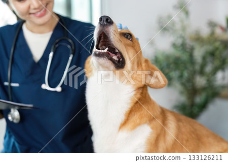Veterinary Consultation. Happy dog being examined by a veterinarian in a modern clinic. Veterinary Consultation. Happy dog being examined by a veterinarian in a modern clinic. 133126211