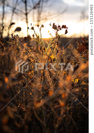 Dogrose shrub at sunset in fall season. Rosehips in rays of early morning sun in late autumn 133126465