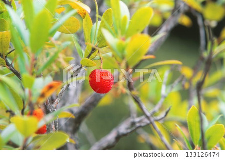 Strawberry tree photographed on positive film Strawberry tree photographed on positive film 133126474