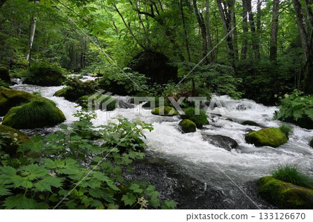 The Oirase River flows from Lake Towada and is covered on both sides with trees. The clear water flows between the rocks and foams white. 133126670