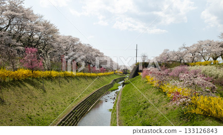 cherry bloom in hitome senbonzakura in spring at Japan, Sendai cherry bloom in hitome senbonzakura in spring at Japan, Sendai 133126843
