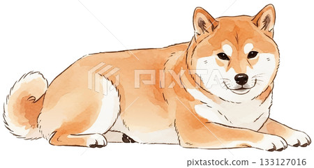 仰躺著的柴犬 133127016