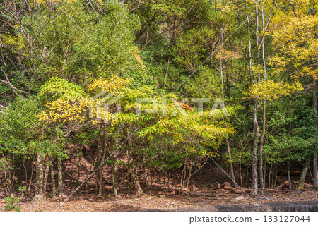 Mountain forest scenery along the Lake Biwa Canal, Kyoto City 133127044