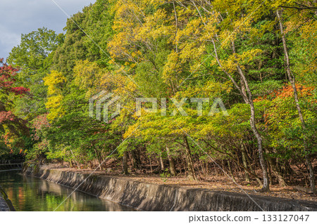 Mountain forest scenery along the Lake Biwa Canal, Kyoto City Mountain forest scenery along the Lake Biwa Canal, Kyoto City 133127047