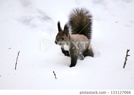 Ezorisu 133127066