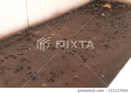 A lot of rat droppings 133127093