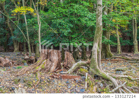 京都市琵琶湖運河沿岸的山林景色 133127214