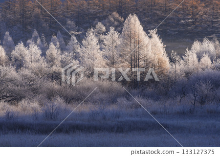 在早晨太陽的噴灑的冰 在早晨太陽的噴灑的冰 133127375